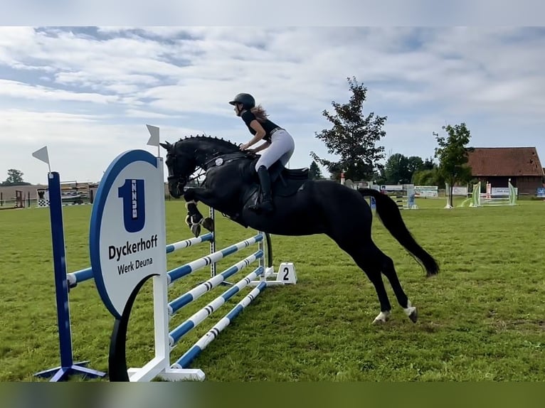 Niemiecki koń wierzchowy Klacz 13 lat 162 cm Ciemnogniada in Bleicherode