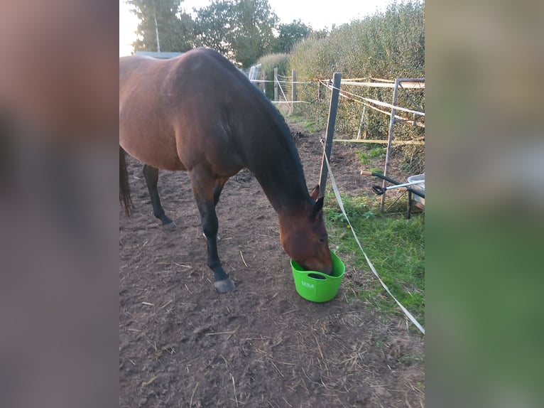 Niemiecki koń wierzchowy Klacz 13 lat 165 cm Gniada in Kobrow