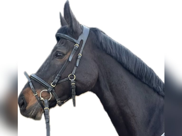 Niemiecki koń wierzchowy Klacz 13 lat 170 cm Gniada in Sundern