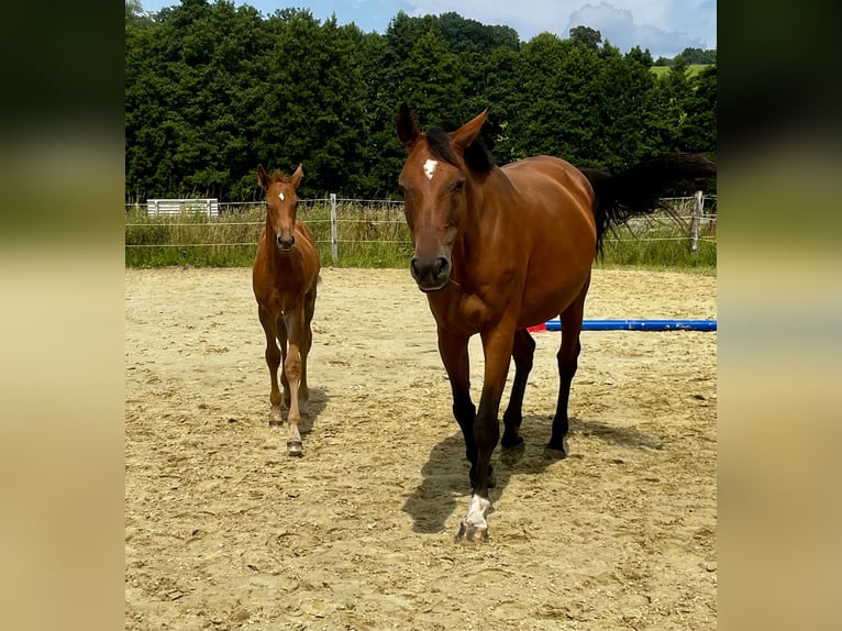 Niemiecki koń wierzchowy Klacz 13 lat 170 cm in WipperfürthWipperfürth