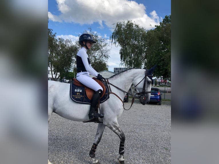 Niemiecki koń wierzchowy Klacz 13 lat Siwa in Linnich