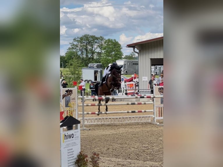 Niemiecki koń wierzchowy Klacz 14 lat 163 cm Gniada in Bad Schussenried