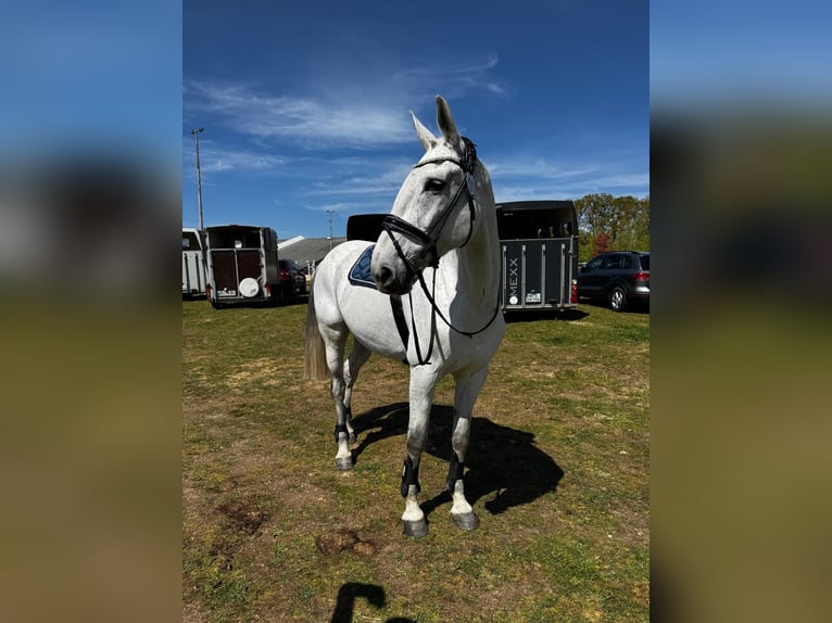 Niemiecki koń wierzchowy Klacz 14 lat 172 cm Siwa in Hennef (Sieg)
