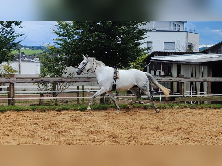Niemiecki koń wierzchowy Klacz 14 lat 172 cm Siwa in Hennef (Sieg)