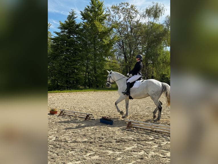 Niemiecki koń wierzchowy Klacz 14 lat 172 cm Siwa in Hennef (Sieg)