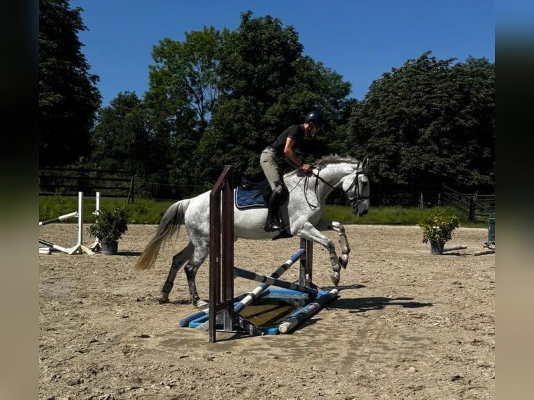 Niemiecki koń wierzchowy Klacz 14 lat 172 cm Siwa in Hennef (Sieg)