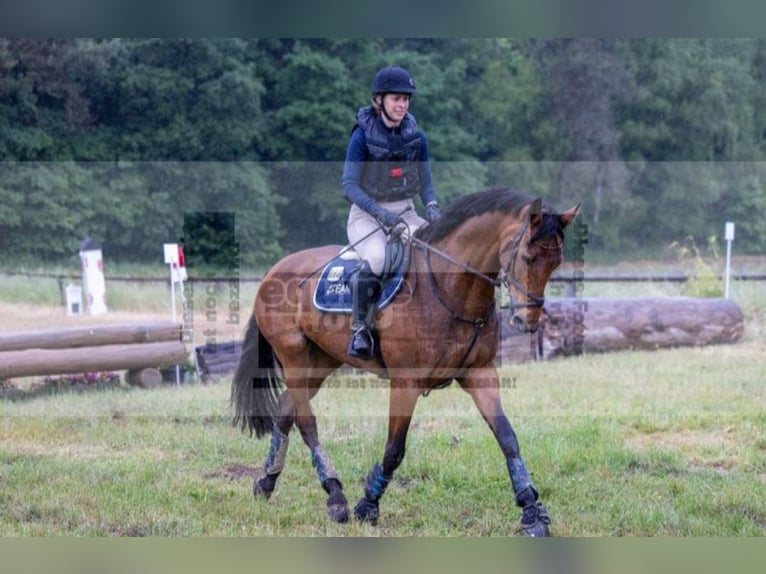 Niemiecki koń wierzchowy Klacz 15 lat 167 cm Gniada in Wesel