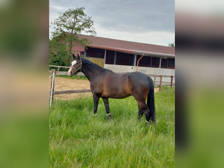 Niemiecki koń wierzchowy Klacz 15 lat 170 cm Gniada in Telgte