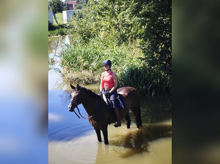 Niemiecki koń wierzchowy Klacz 15 lat 173 cm Gniada in Wimsheim