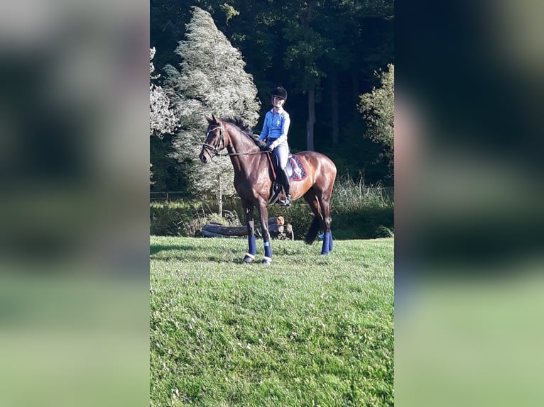 Niemiecki koń wierzchowy Klacz 15 lat 173 cm Gniada in Wimsheim
