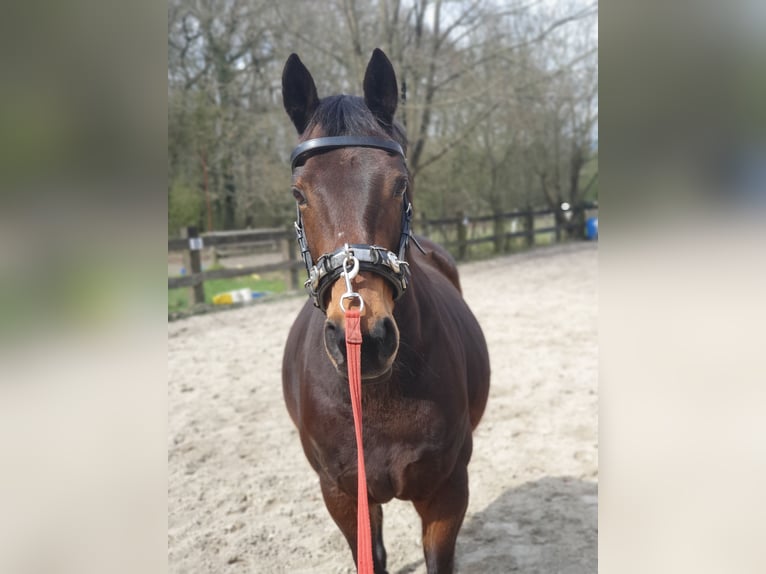 Niemiecki koń wierzchowy Mix Klacz 16 lat 155 cm Gniada in Marl