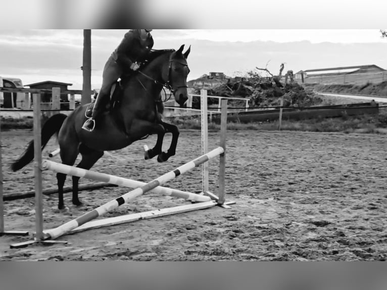 Niemiecki koń wierzchowy Mix Klacz 16 lat 162 cm Gniada in Thaleischweiler-Fr&#xF6;schen