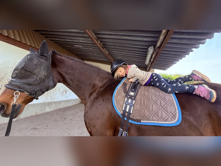 Niemiecki koń wierzchowy Klacz 16 lat 167 cm Gniada in Pegau