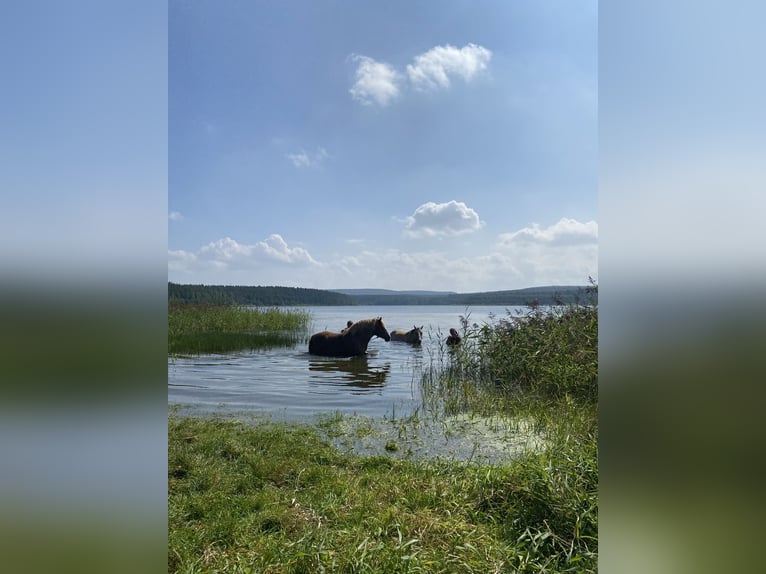 Niemiecki koń wierzchowy Mix Klacz 17 lat 140 cm Kasztanowata in Unstrut-Hainich