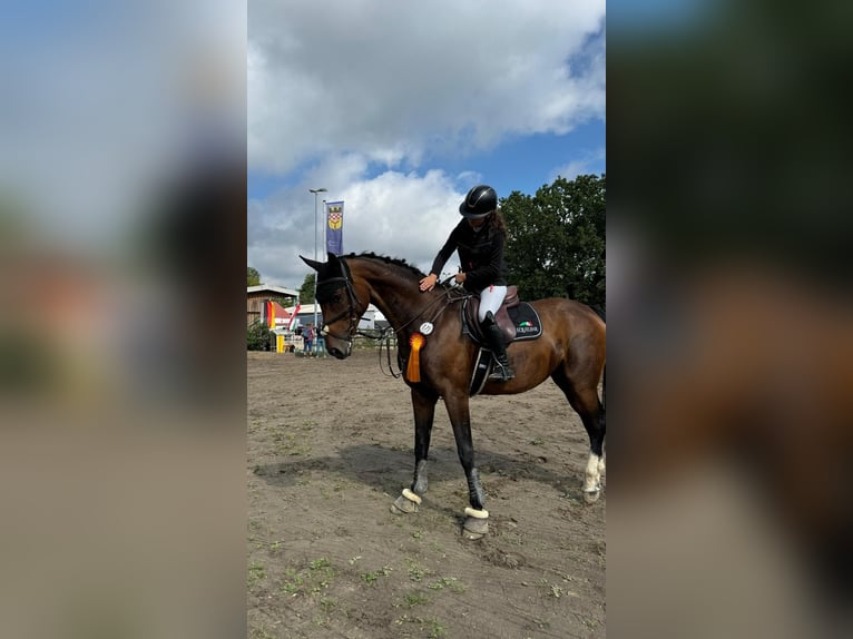 Niemiecki koń wierzchowy Klacz 19 lat 165 cm  in Gevelsberg