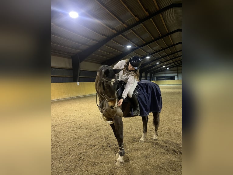 Niemiecki koń wierzchowy Klacz 19 lat 174 cm Ciemnogniada in HandewitT