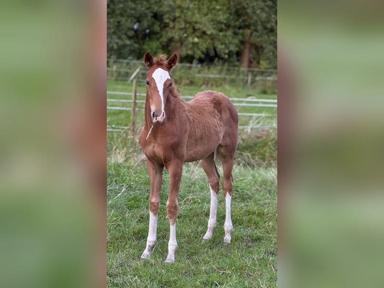 Niemiecki koń wierzchowy Klacz 1 Rok 165 cm Kasztanowata in Hemmoor