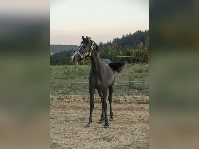 Niemiecki koń wierzchowy Klacz 1 Rok Siwa in Wörth an der Donau