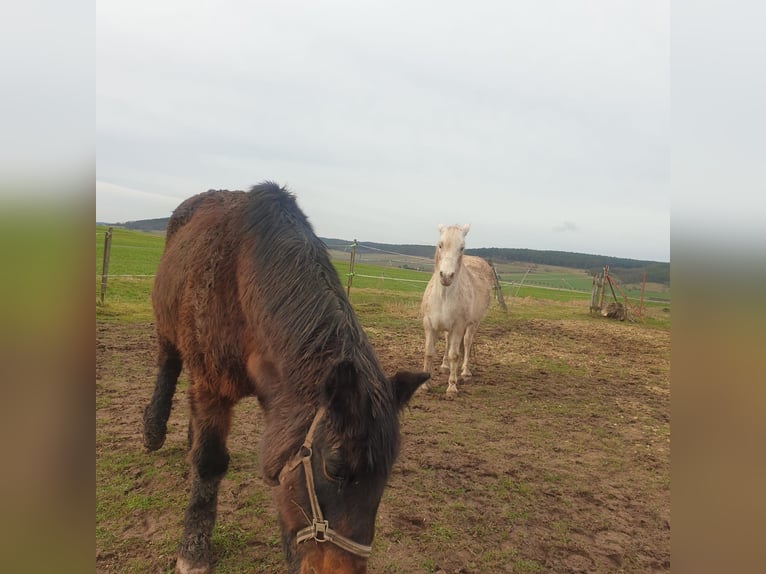 Niemiecki koń wierzchowy Klacz 23 lat in Schlöben
