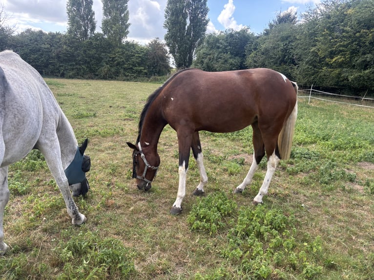Niemiecki koń wierzchowy Klacz 2 lat 152 cm Srokata in Kalkar