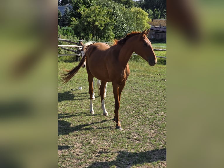 Niemiecki koń wierzchowy Klacz 2 lat 160 cm Kasztanowata in Brakel