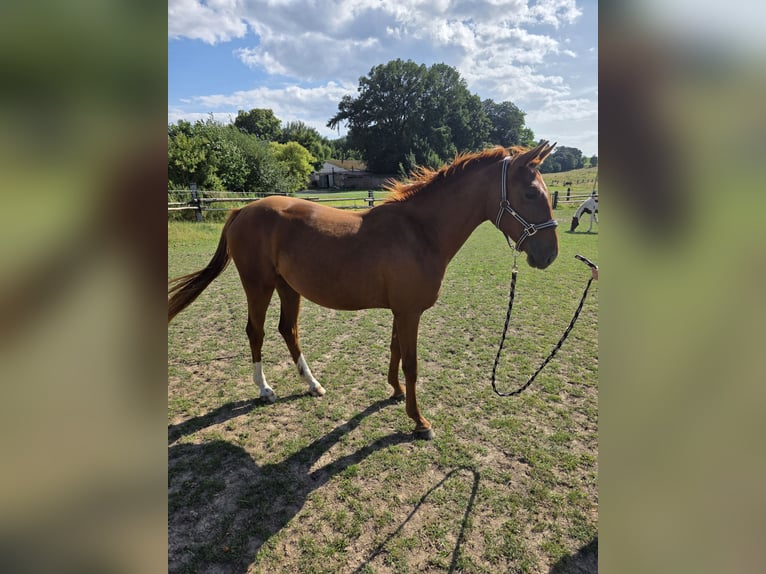Niemiecki koń wierzchowy Klacz 2 lat 160 cm Kasztanowata in Brakel