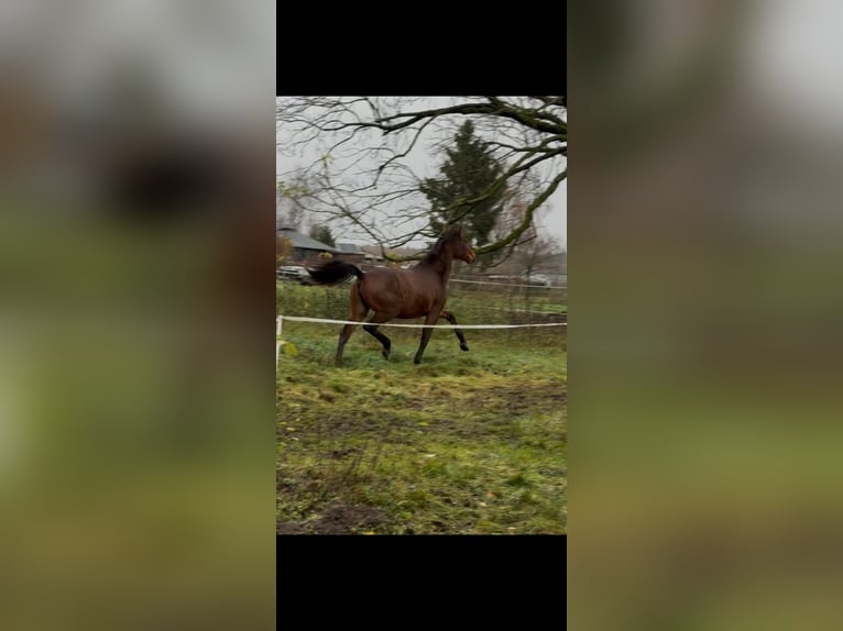 Niemiecki koń wierzchowy Klacz 2 lat 162 cm Gniada in Gardelegen