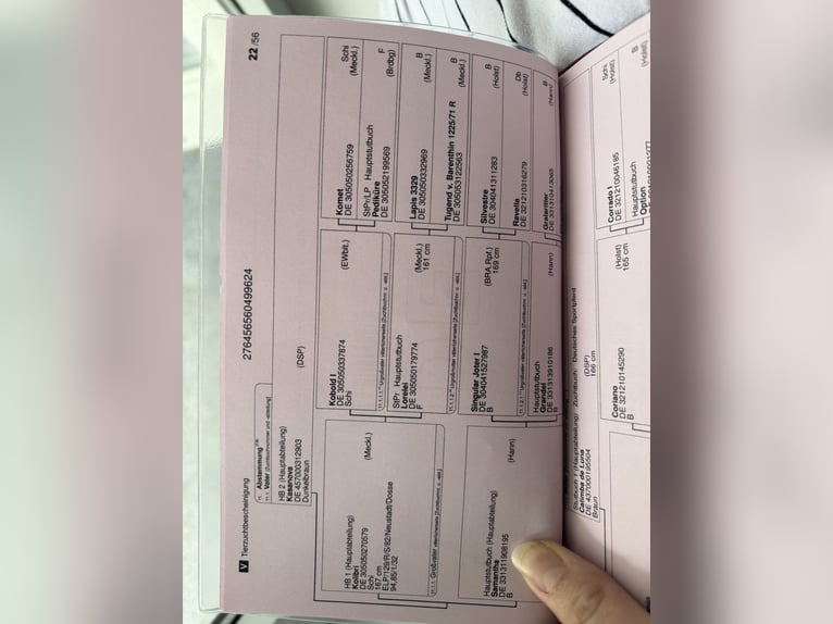 Niemiecki koń wierzchowy Klacz 2 lat 162 cm Gniada in Gardelegen