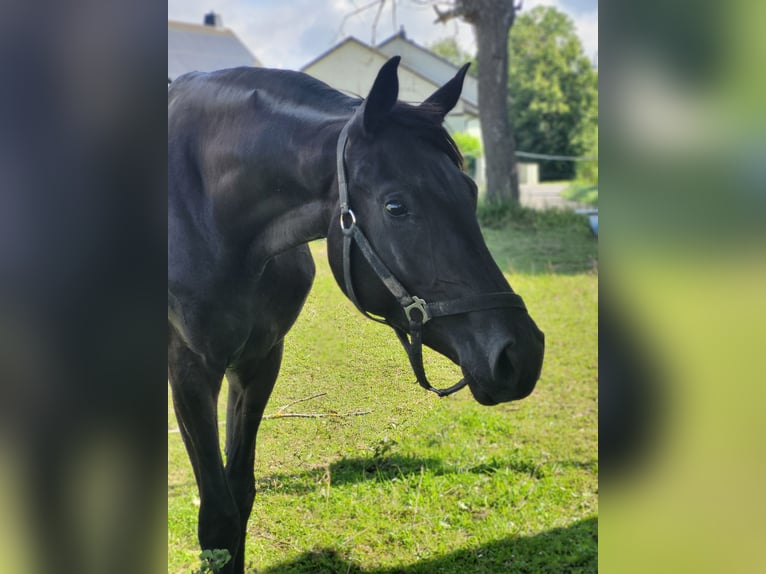Niemiecki koń wierzchowy Klacz 2 lat 162 cm Kara in Naundorf