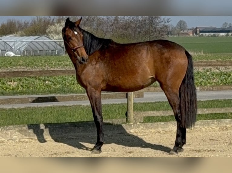 Niemiecki koń wierzchowy Klacz 2 lat 163 cm Jasnogniada in Nordkirchen