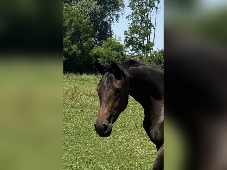 Niemiecki koń wierzchowy Klacz 2 lat 164 cm Ciemnogniada in Hemmoor