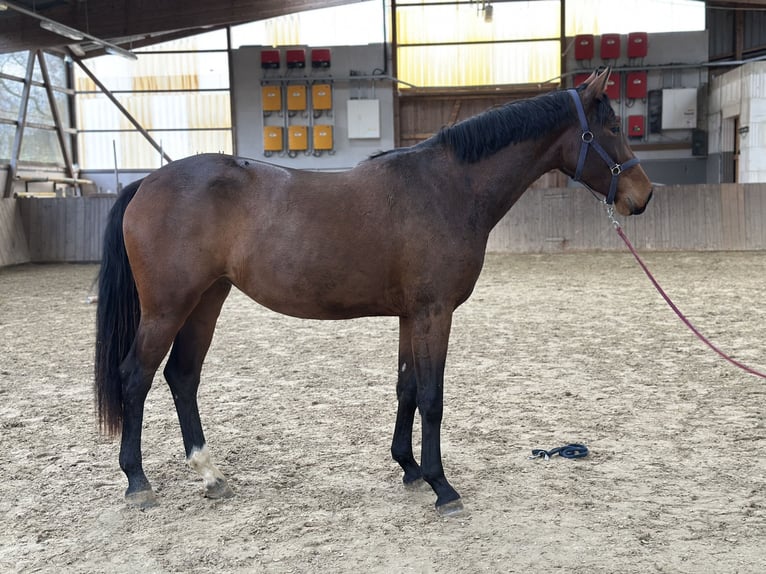 Niemiecki koń wierzchowy Klacz 2 lat 165 cm Gniada in Immenhausen