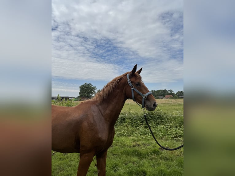 Niemiecki koń wierzchowy Klacz 2 lat 169 cm Kasztanowata in Rheine