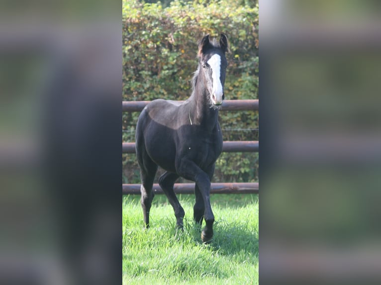 Niemiecki koń wierzchowy Klacz 2 lat Kara in Erwitte