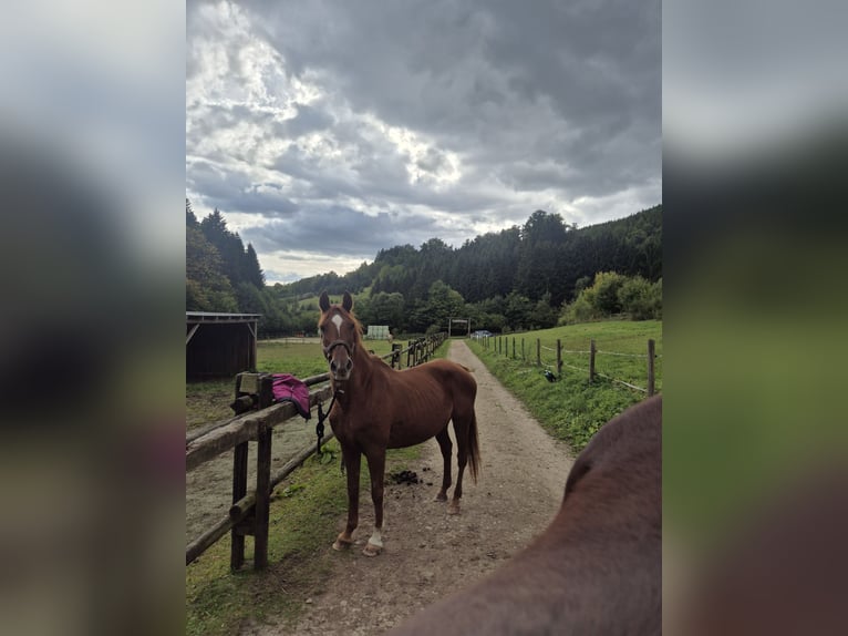 Niemiecki koń wierzchowy Mix Klacz 30 lat 147 cm Kasztanowata in Eslohe