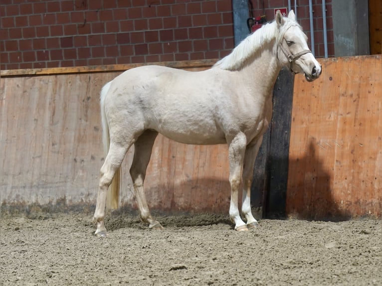 Niemiecki koń wierzchowy Klacz 3 lat 146 cm Izabelowata in Paderborn
