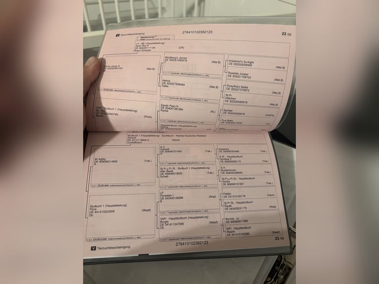 Niemiecki koń wierzchowy Klacz 3 lat 152 cm Srokata in Kalkar