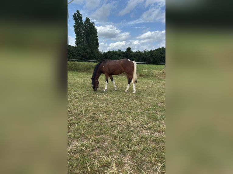 Niemiecki koń wierzchowy Klacz 3 lat 152 cm Srokata in Kalkar