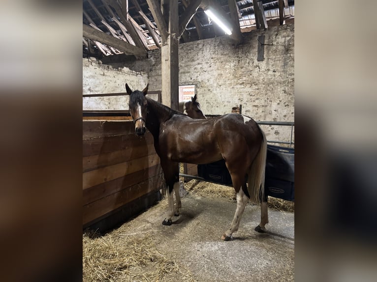 Niemiecki koń wierzchowy Klacz 3 lat 152 cm Srokata in Kalkar
