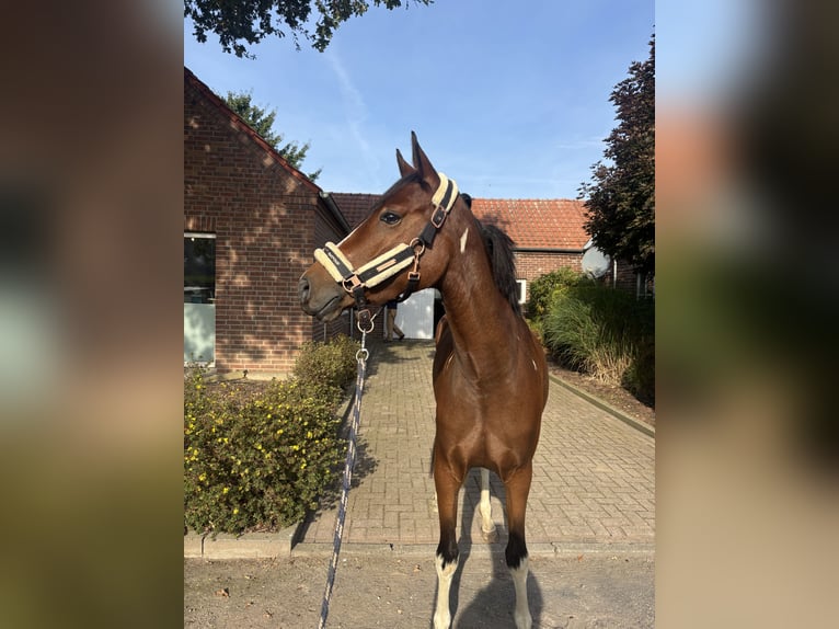 Niemiecki koń wierzchowy Klacz 3 lat 153 cm Tobiano wszelkich maści in Kalkar