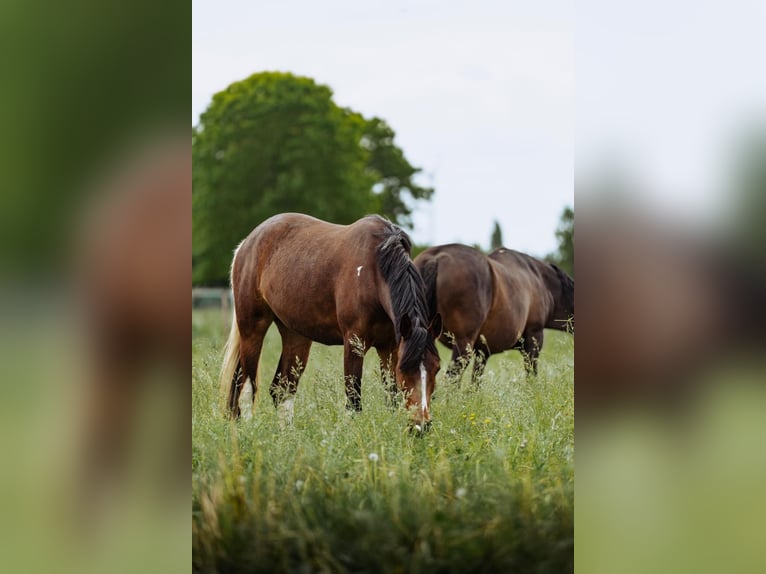 Niemiecki koń wierzchowy Klacz 3 lat 153 cm Tobiano wszelkich maści in Kalkar