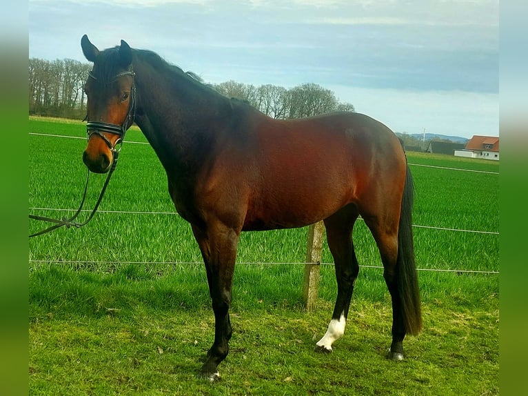 Niemiecki koń wierzchowy Klacz 3 lat 165 cm Gniada in Espelkamp