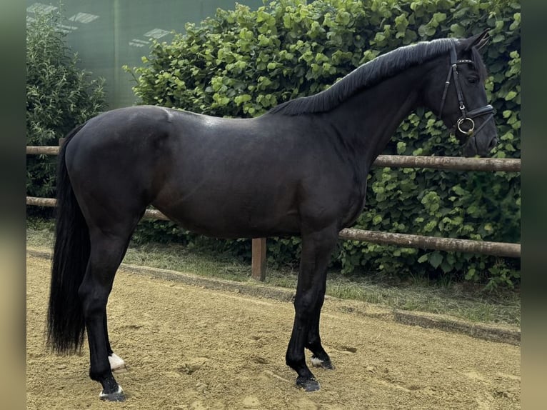Niemiecki koń wierzchowy Klacz 3 lat 165 cm Kara in Wesel