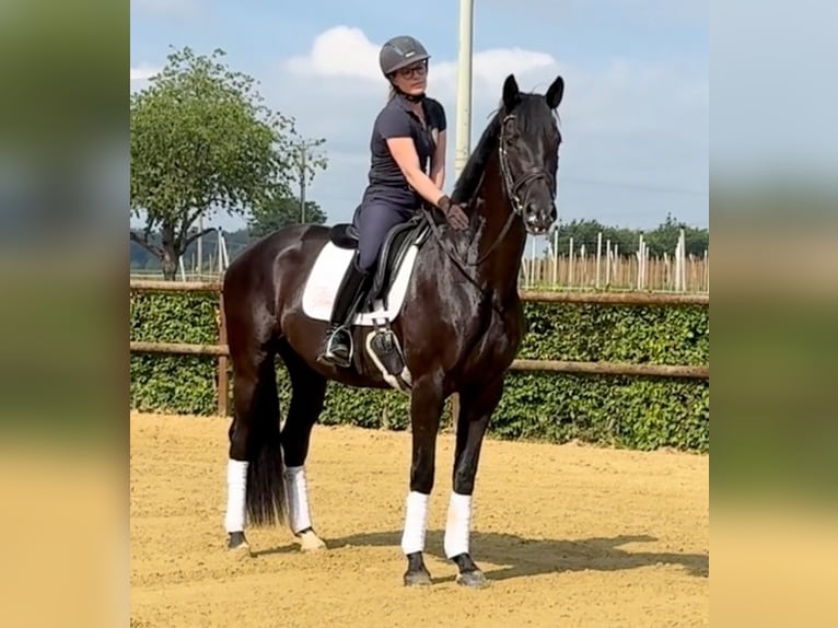 Niemiecki koń wierzchowy Klacz 3 lat 165 cm Kara in Wesel