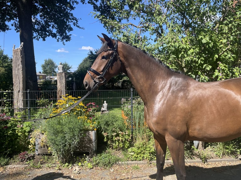 Niemiecki koń wierzchowy Klacz 3 lat 166 cm Ciemnogniada in Rheine