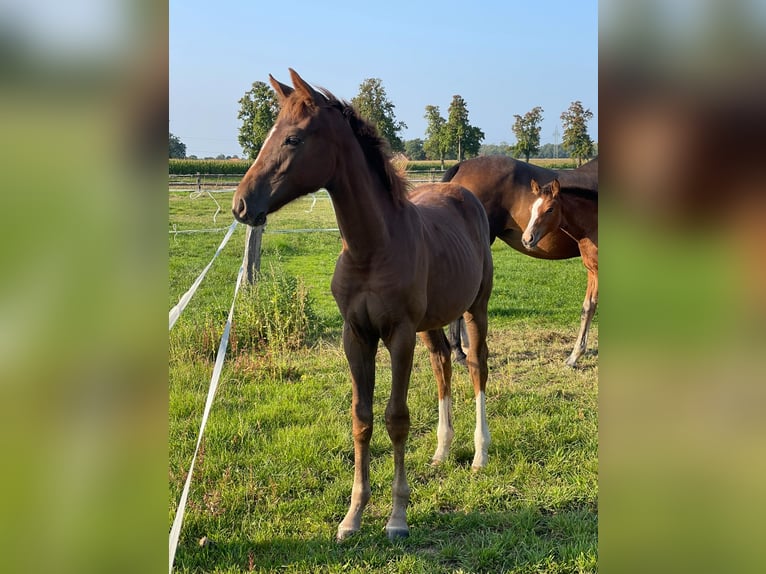 Niemiecki koń wierzchowy Klacz 3 lat Kasztanowata in Ennigerloh