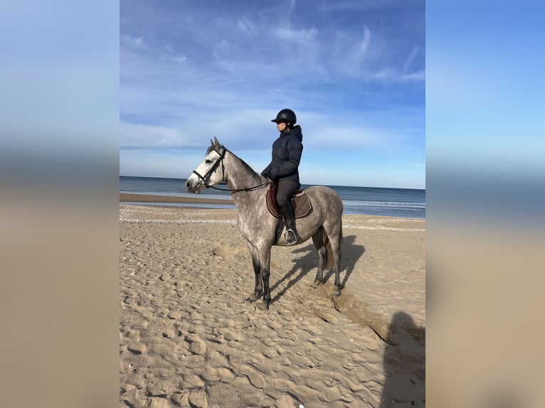 Niemiecki koń wierzchowy Mix Klacz 4 lat 151 cm Karodereszowata in Cabourg