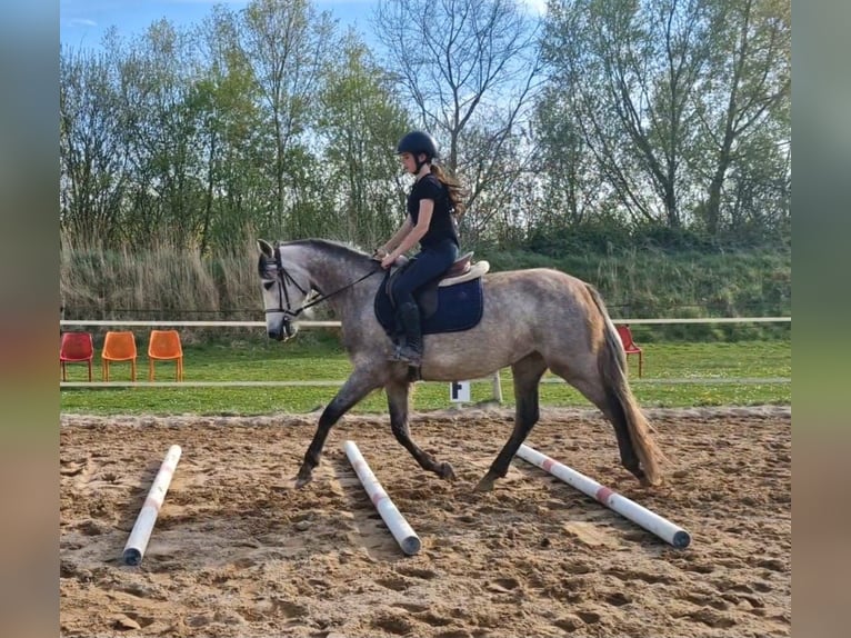 Niemiecki koń wierzchowy Mix Klacz 4 lat 151 cm Karodereszowata in Cabourg