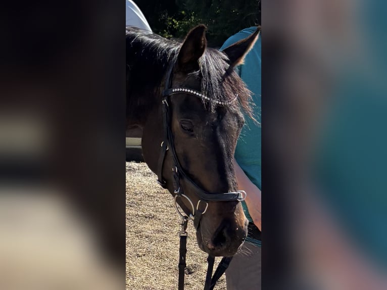 Niemiecki koń wierzchowy Klacz 4 lat 155 cm Ciemnogniada in Mehren
