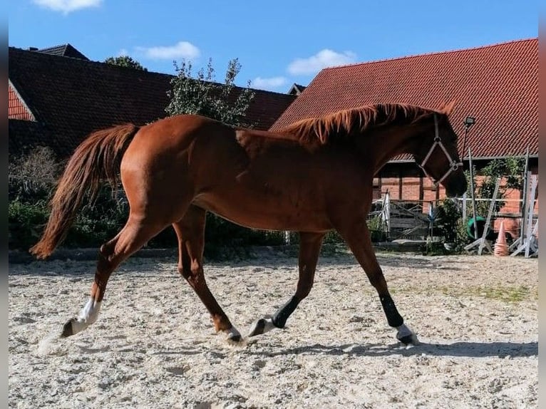 Niemiecki koń wierzchowy Klacz 4 lat 160 cm Kasztanowata in Seesen